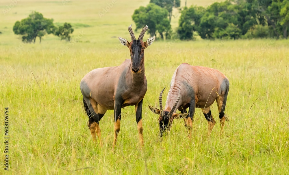 Naklejka premium Two topi antelope grazing in the tall green grass on the savannah of the maasai mara, Kenya, africa.