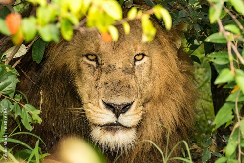 Fotografi A male african lion looking out of a thicket on the savannah of the maasai mara reserve, Kenya, africa