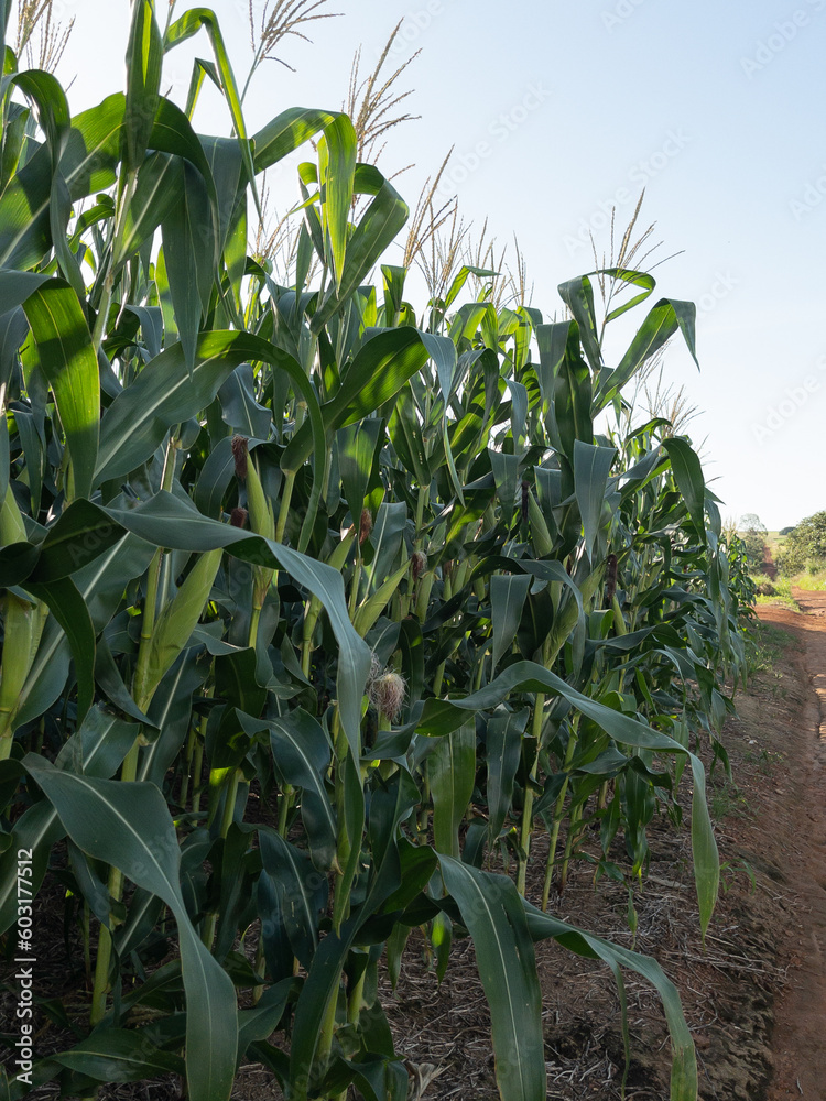 Obraz premium Corn field plantation. Agriculture at the Midwest of Brazil.