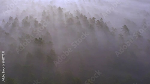 Sunrise throws long tree shadows in low mist hanging in woods, treetop aerial photo