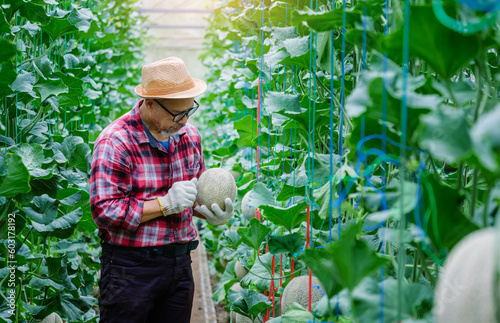 Asian man farmer  checking the quality of the melon growth and  in the greenhouse farming, melon farming, fruit gardening concept.