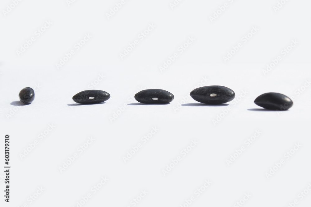 Side by side Black beans on white background Side by side Black beans on white background