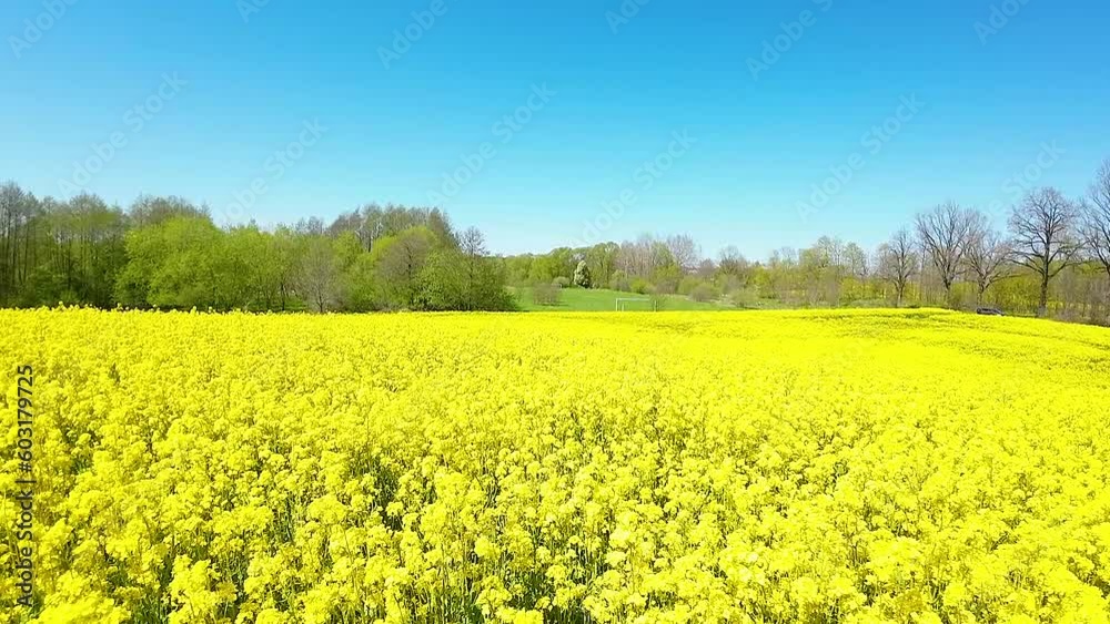 Rapeseed Flowers In Full Bloom During Summer In Countryside. - aerial Rapeseed Flowers In Full Bloom During Summer In Countryside. - aerial