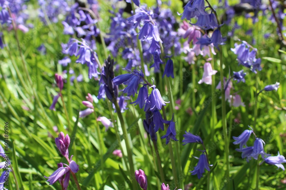 Bluebells bloom in a garden in the late spring