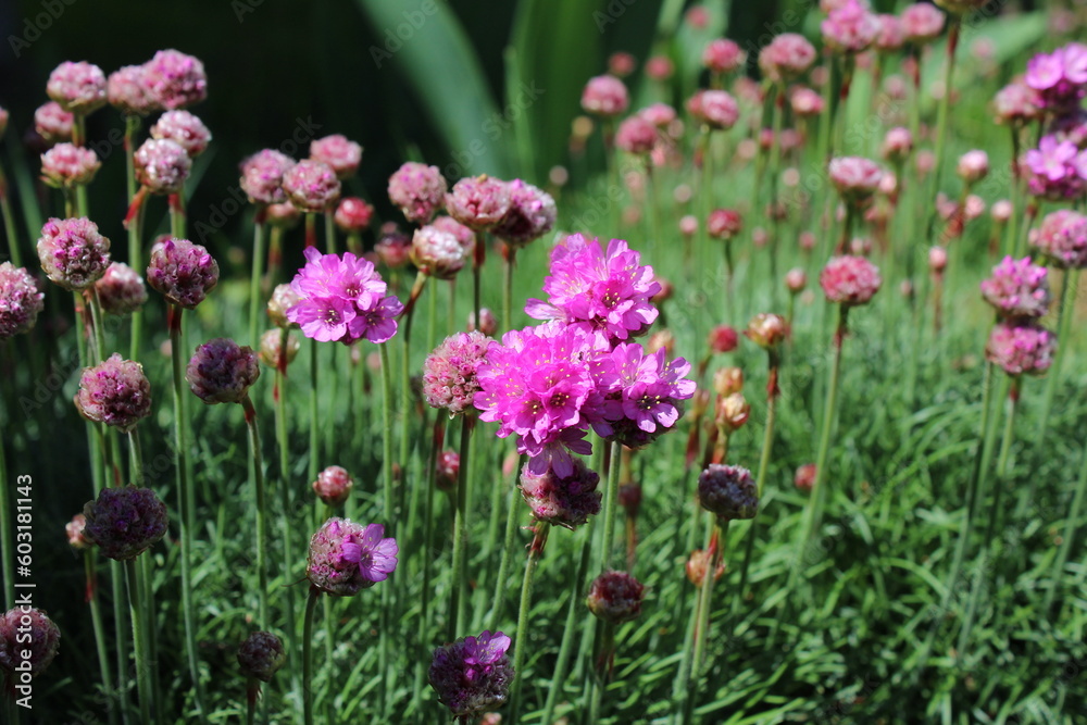 Sea thrift - Armeria maritima pink flowers bloom in the morning sunlight