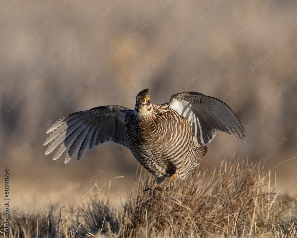 Greater Prairie Chicken Greater Prairie Chicken