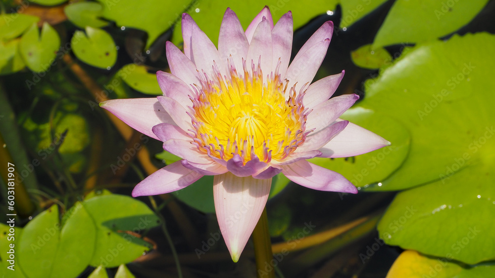 Beautiful pink lotus flower, lily water in a pond Beautiful pink lotus flower, lily water in a pond