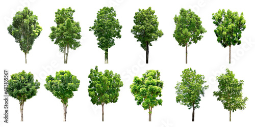 Collection Trees and bonsai green leaves and light yellow. total 12 trees.  png 