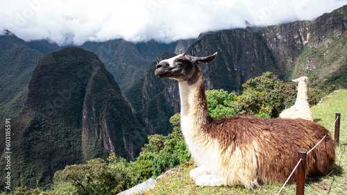 alpaca en las montañas de Machu Picchu