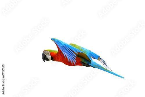 Colorful macaw parrot flying isolated on transparent background. 