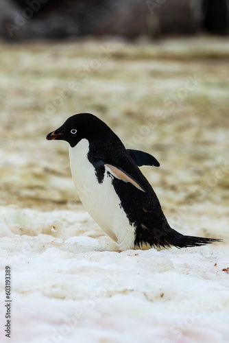 Adelie Penguin   Pygoscelis adeliae  in Antarctica with copy space