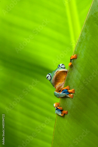 Flying Frog on Beautiful Place