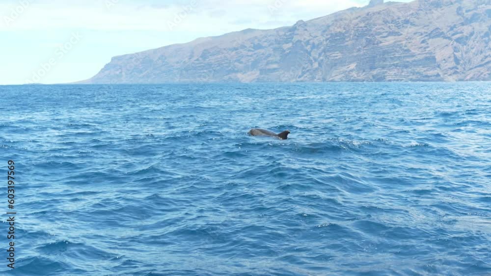 Watching group of dolphins leaping out in sea surface. Wild natural habitat 