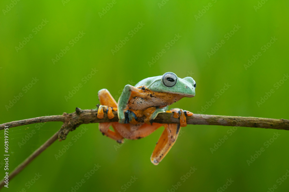 Fototapeta premium Flying Frog on Beautiful Place