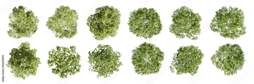 Top view tree isolated on white background Top view tree isolated on white background