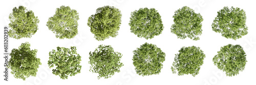 Top view tree isolated on white background