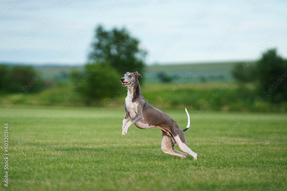 greyhound dog runs on the lawn. Whippet plays on grass. Active pet outdoors greyhound dog runs on the lawn. Whippet plays on grass. Active pet outdoors
