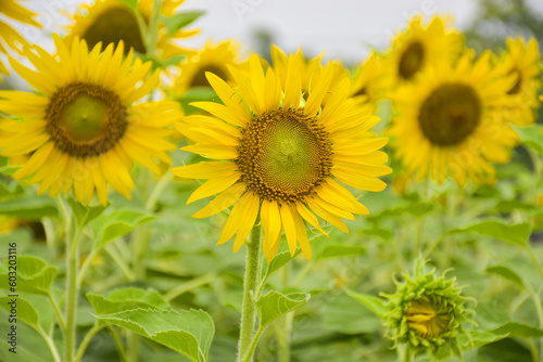 Yellow sunflowers bloom in a garden in Bangkok  Thailand