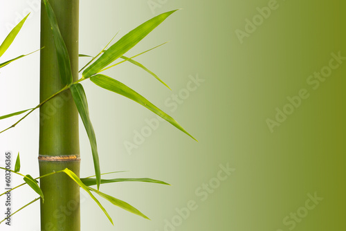 background texture nature bamboo tree with leaf  herbal flora of asia decoration postcard style on green