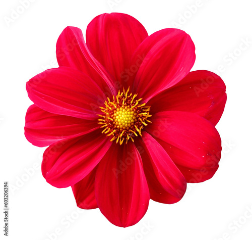 Transvaal daisy Red Color Flower  gerbera  annual Plant  magenta png