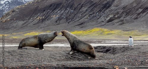 The Antarctic fur seal (Arctocephalus gazella)