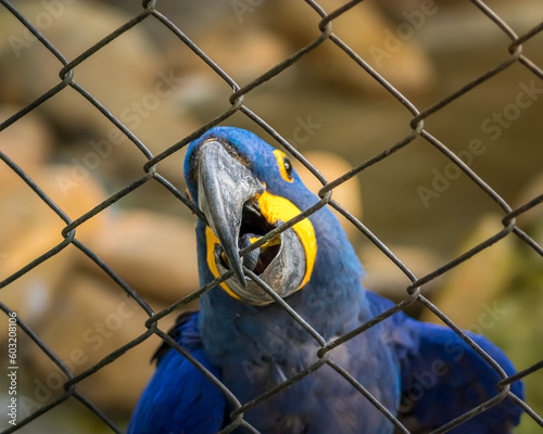 blue macaw