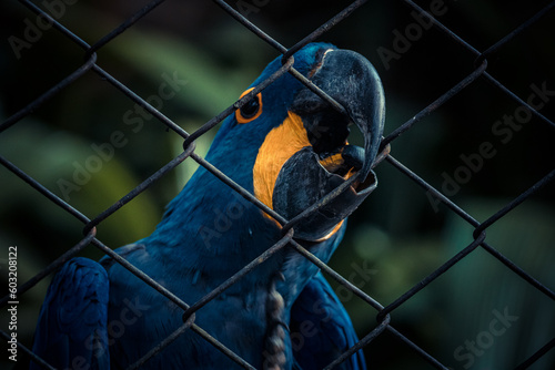 blue and yellow macaw in the fence