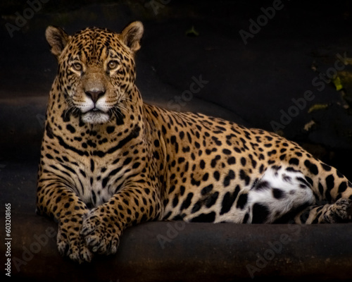 Jaguar in the zoo