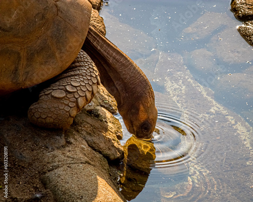 turtle drinking water