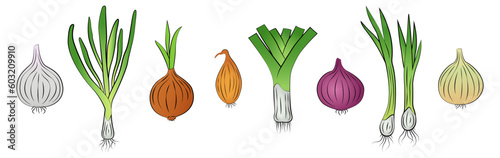 Set of different onions on white background