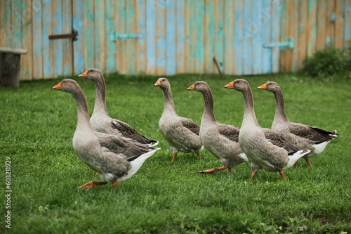 Domestic geese graze. Pets. Goose feathers. Geese on the street. Fototapet