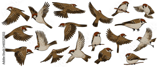 vector drawing birds, house sparrows, hand drawn songbird, isolated nature design element