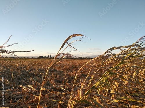 Extreme drought in a cornfield under a hot sun. There is one green stalk of corn.