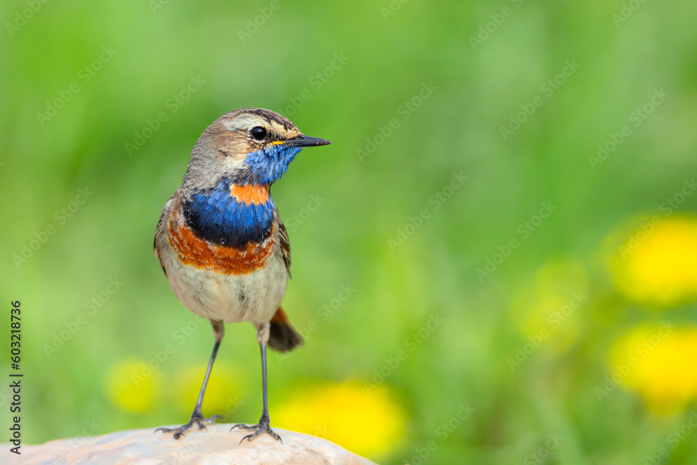 Bluethroat sits on the ground Close-up. Bluethroat sits on the ground Close-up.