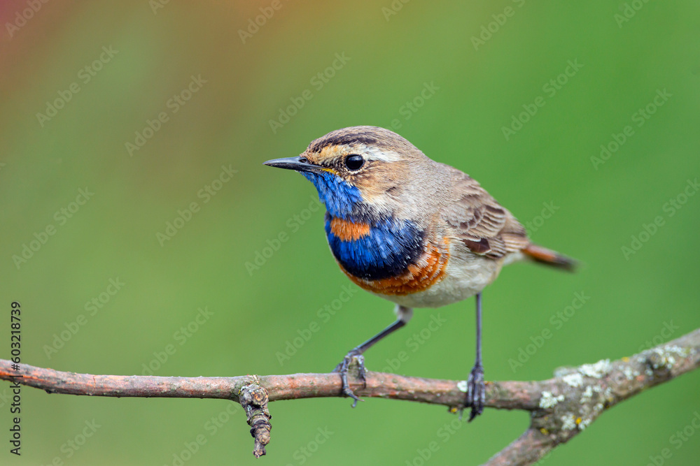 Cute bird, bluethroat male sitting on branch with blurred background, Luscinia svecica Cute bird, bluethroat male sitting on branch with blurred background, Luscinia svecica