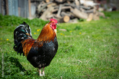 Slika na platnu A multicolored rooster walks around the village.