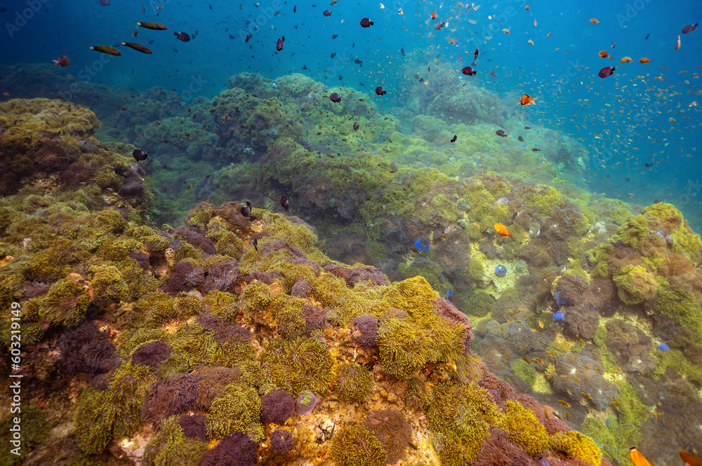 Fototapeta premium underwater video clips to see the beauty of the sea and the clarity of water in Chumphon Province, Thailand