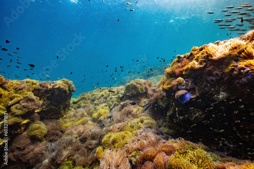 underwater video clips to see the beauty of the sea and the clarity of water in Chumphon Province, Thailand © knotsound