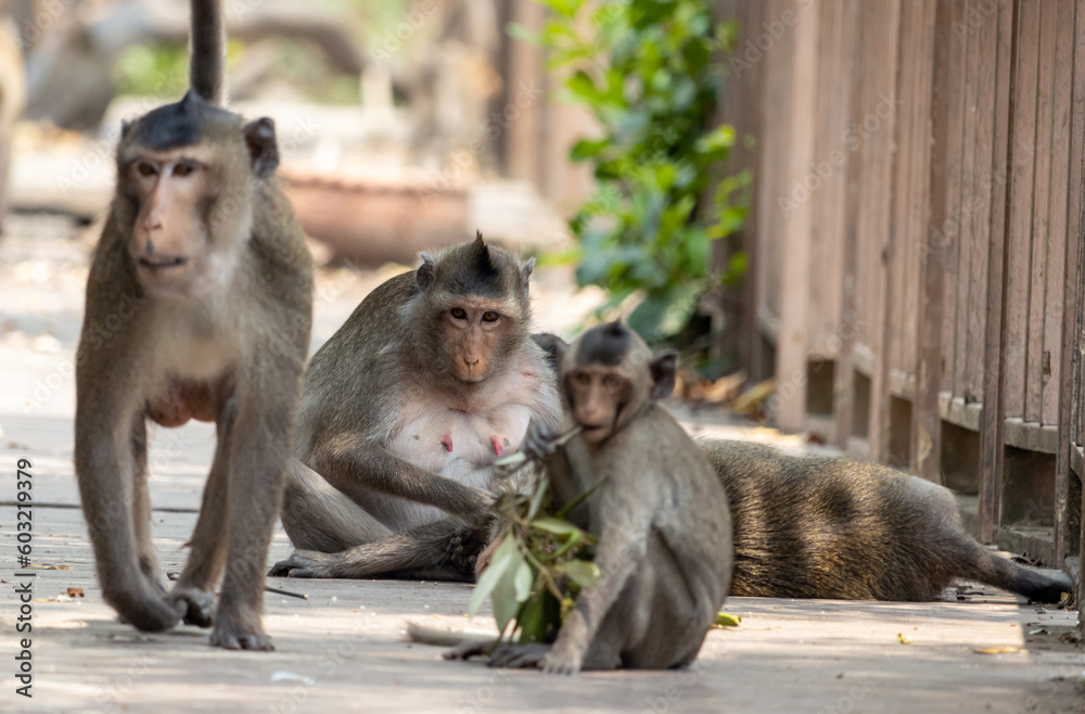 A troop of macaques on an abandoned, demolished footbridge in the tropical nature, Thailand A troop of macaques on an abandoned, demolished footbridge in the tropical nature, Thailand