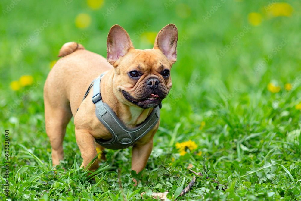 A French bulldog puppy walking on the grass.