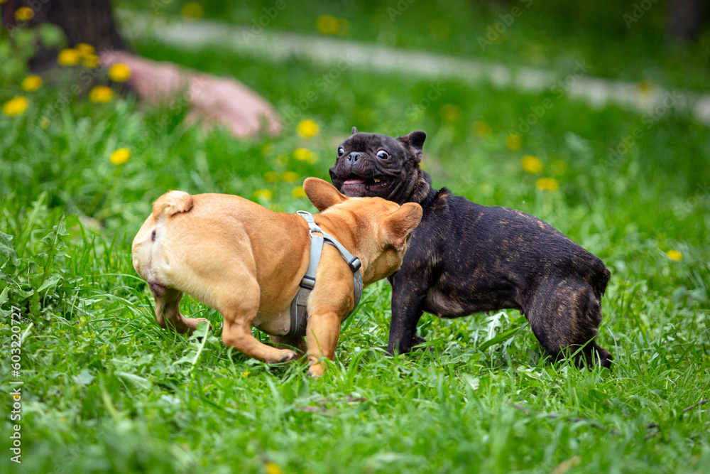 Two french bulldogs are playing in the grass.