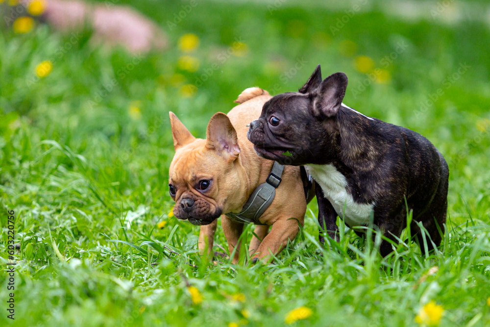 Two french bulldogs are playing in the grass. Two french bulldogs are playing in the grass.