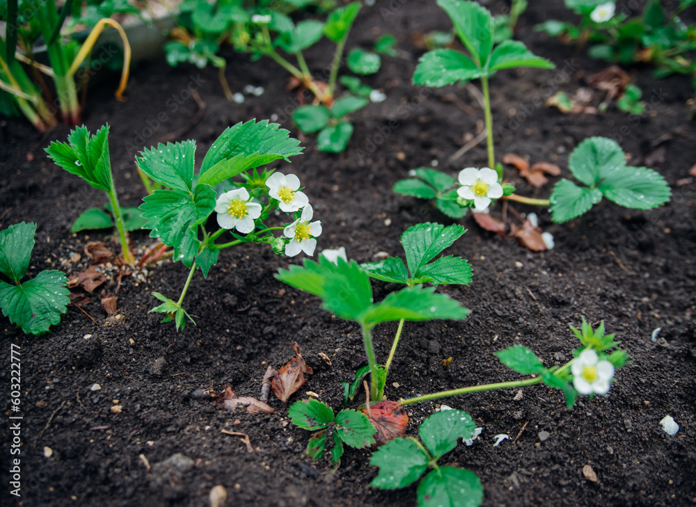 Strawberry patch on an organic farm on a sunny day.Blooming strawberries grow in a flower bed in spring. Summer white strawberry flowers.Bees pollinate flowers. Strawberry patch on an organic farm on a sunny day.Blooming strawberries grow in a flower bed in spring. Summer white strawberry flowers.Bees pollinate flowers.