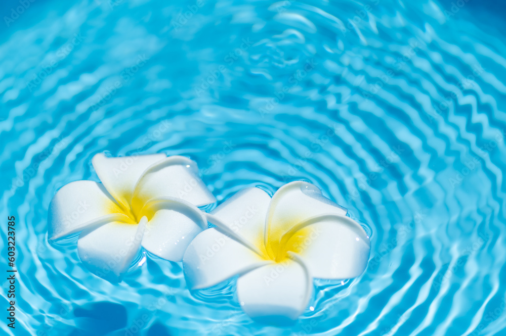 水に浮かぶプルメリアの花