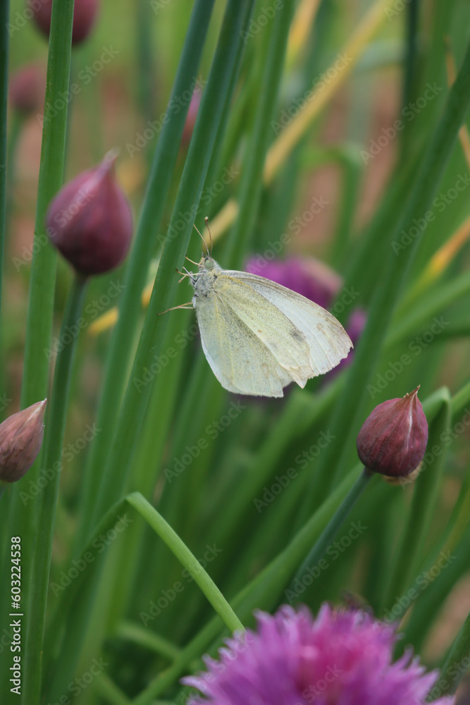 European Large Cabbage White butterfly feeding on a Chive flower. Pieris brassicae on pink flower European Large Cabbage White butterfly feeding on a Chive flower. Pieris brassicae on pink flower