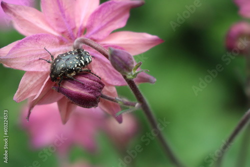 Close-up of Oxythyrea funesta insect on a pink Aquilegia vulgaris flower. Black and white Chafer beetle on pink Columbine photo