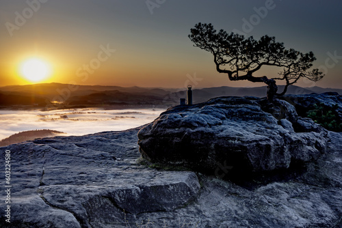 a pine tree on the lily stone in saxon switzerland