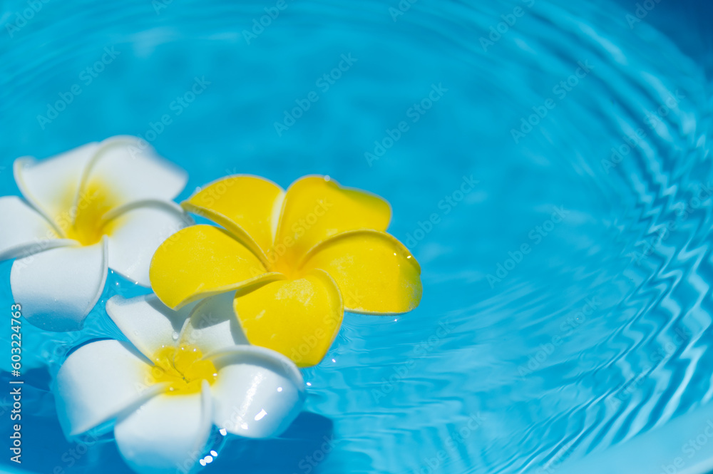 水に浮かぶプルメリアの花 水に浮かぶプルメリアの花