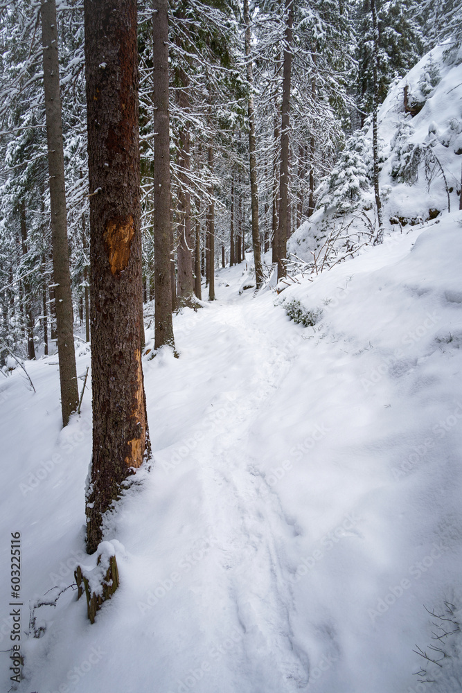 Fototapeta premium Footprints leading through a snowy forest in winter. Repovesi National Park, Finland.