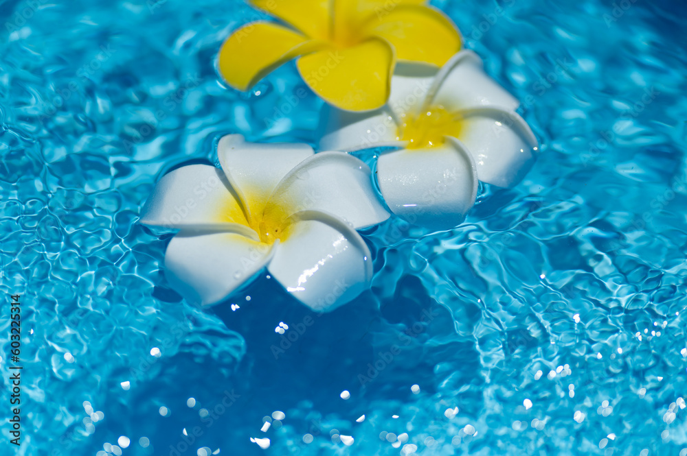 水に浮かぶプルメリアの花